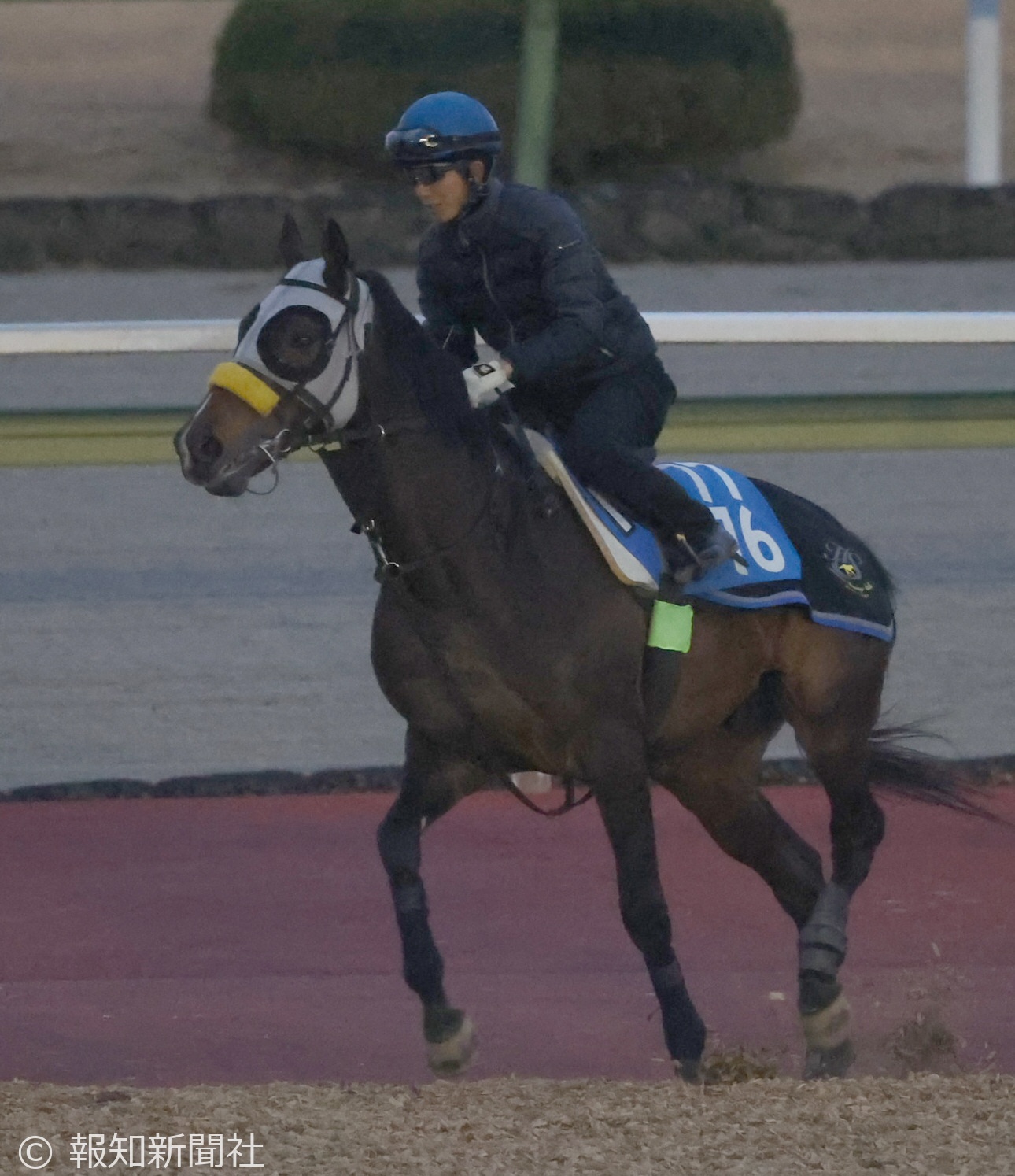 マイネルエンペラーの馬体写真