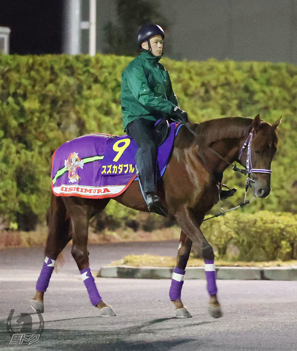 スズカダブルの馬体写真