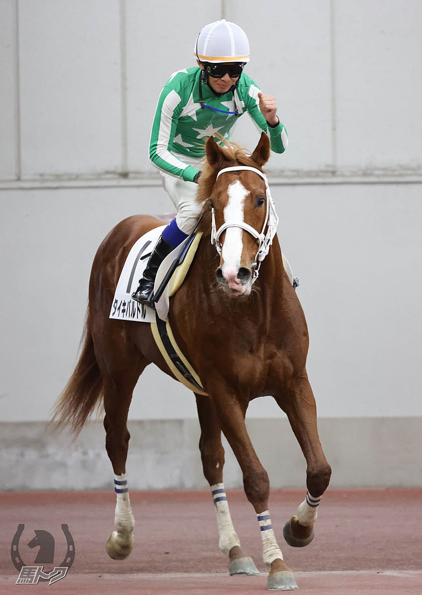 タイキバルドルの馬体写真