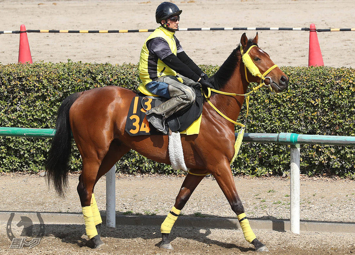 マイネルビジョンの馬体写真