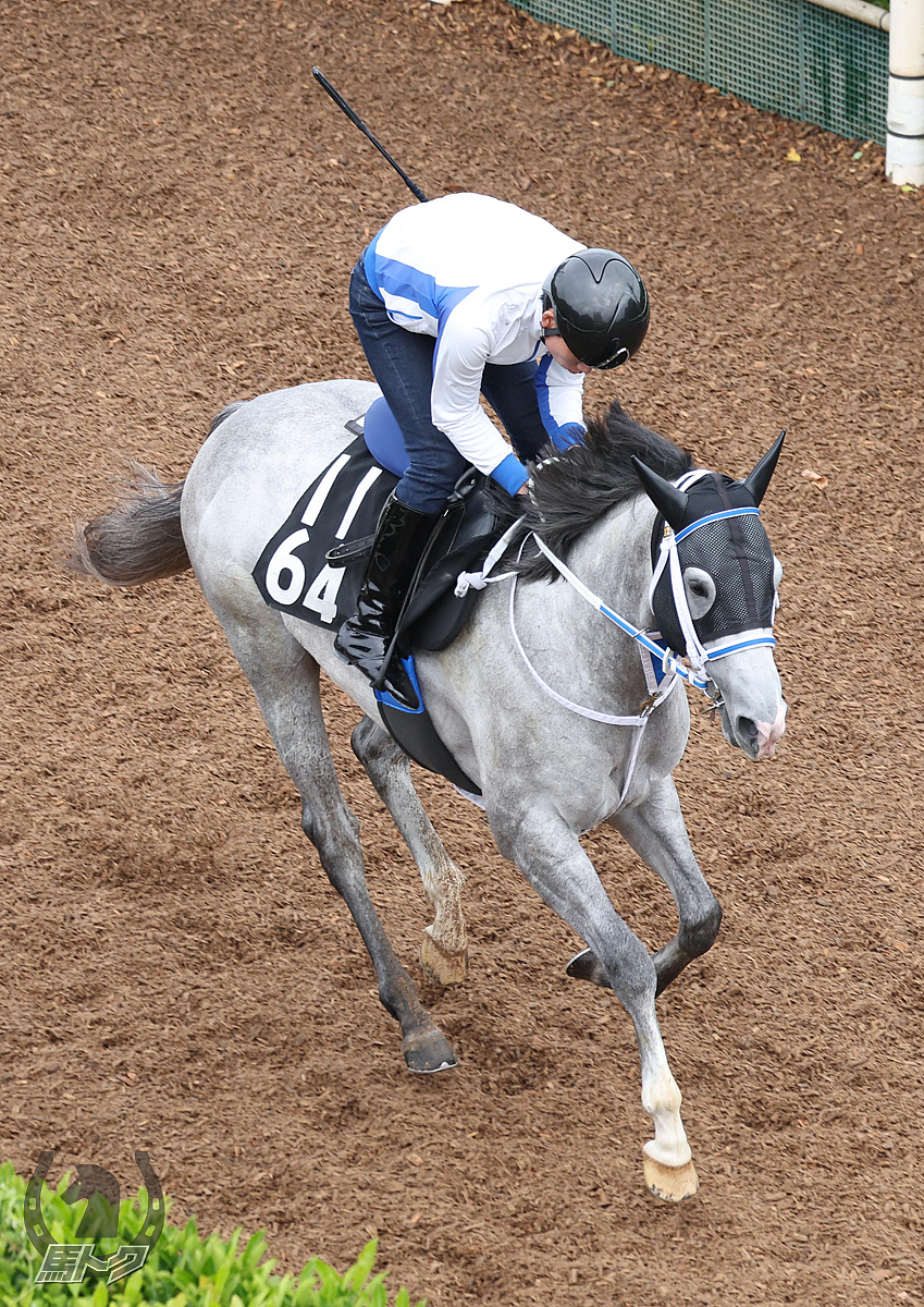 ヤクシマの馬体写真