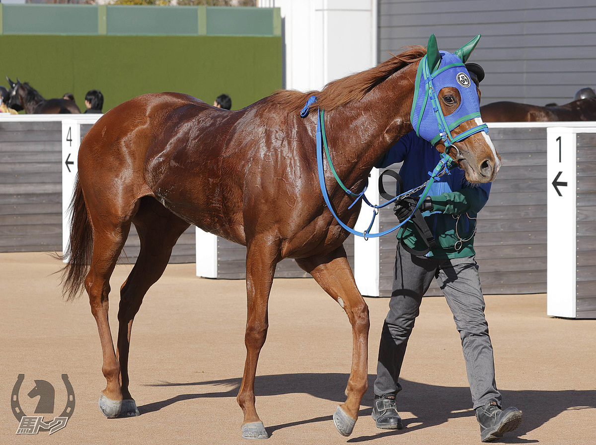 メジャーデビューの馬体写真