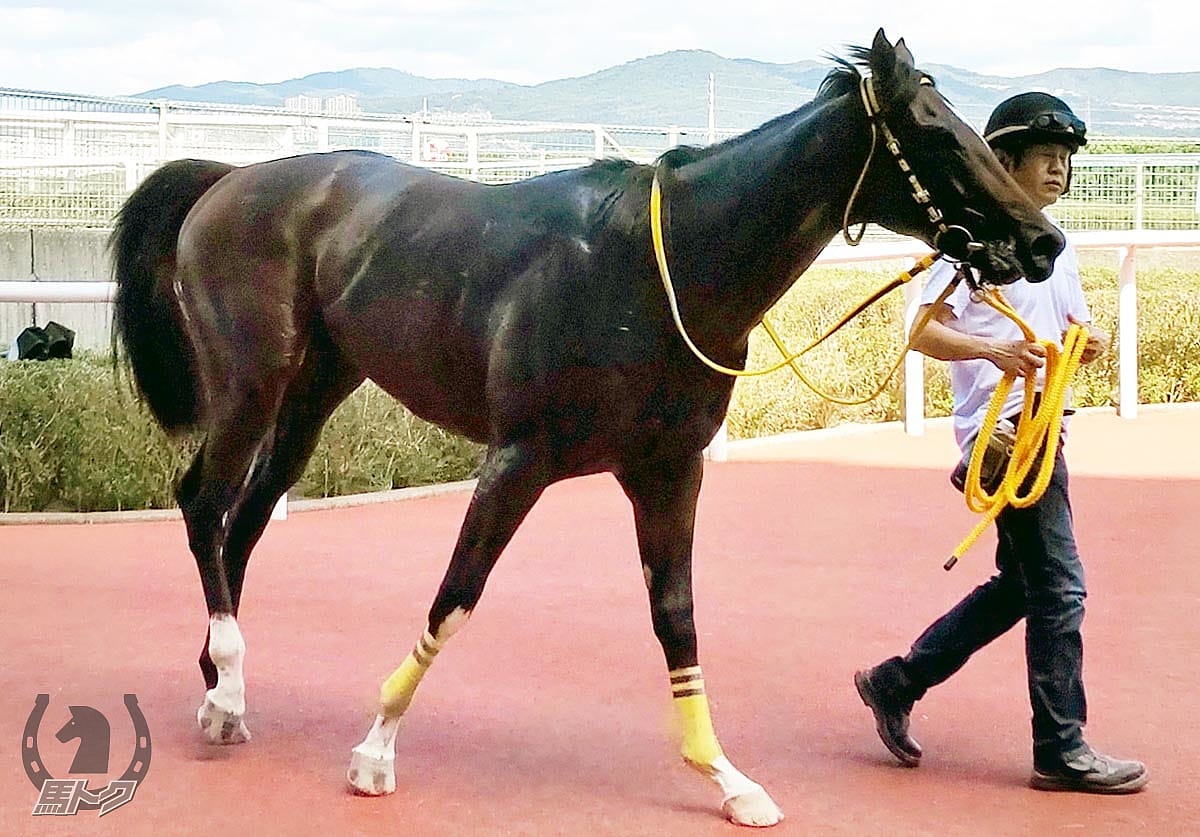 ストームバンガードの馬体写真