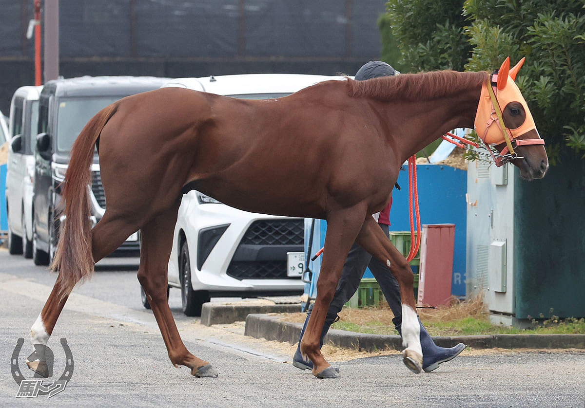 ヴェロキラプトルの馬体写真