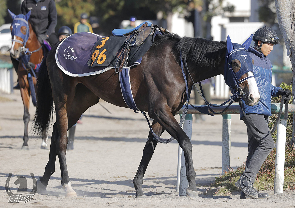 グランアトミカの馬体写真