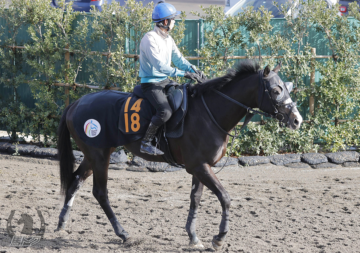 ラスカンブレスの馬体写真