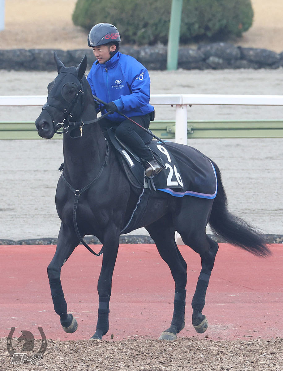 ブエナオンダの馬体写真