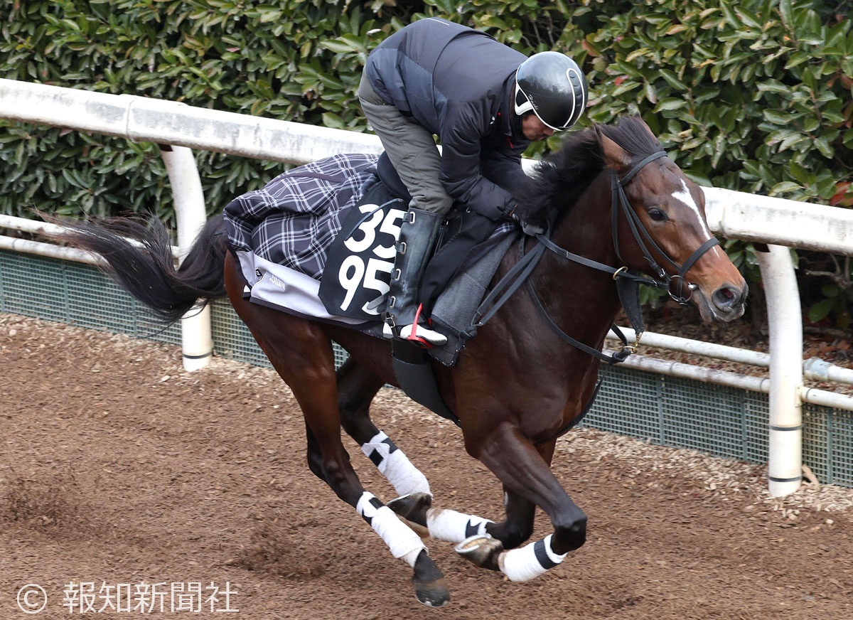 ポッドドンナーの馬体写真