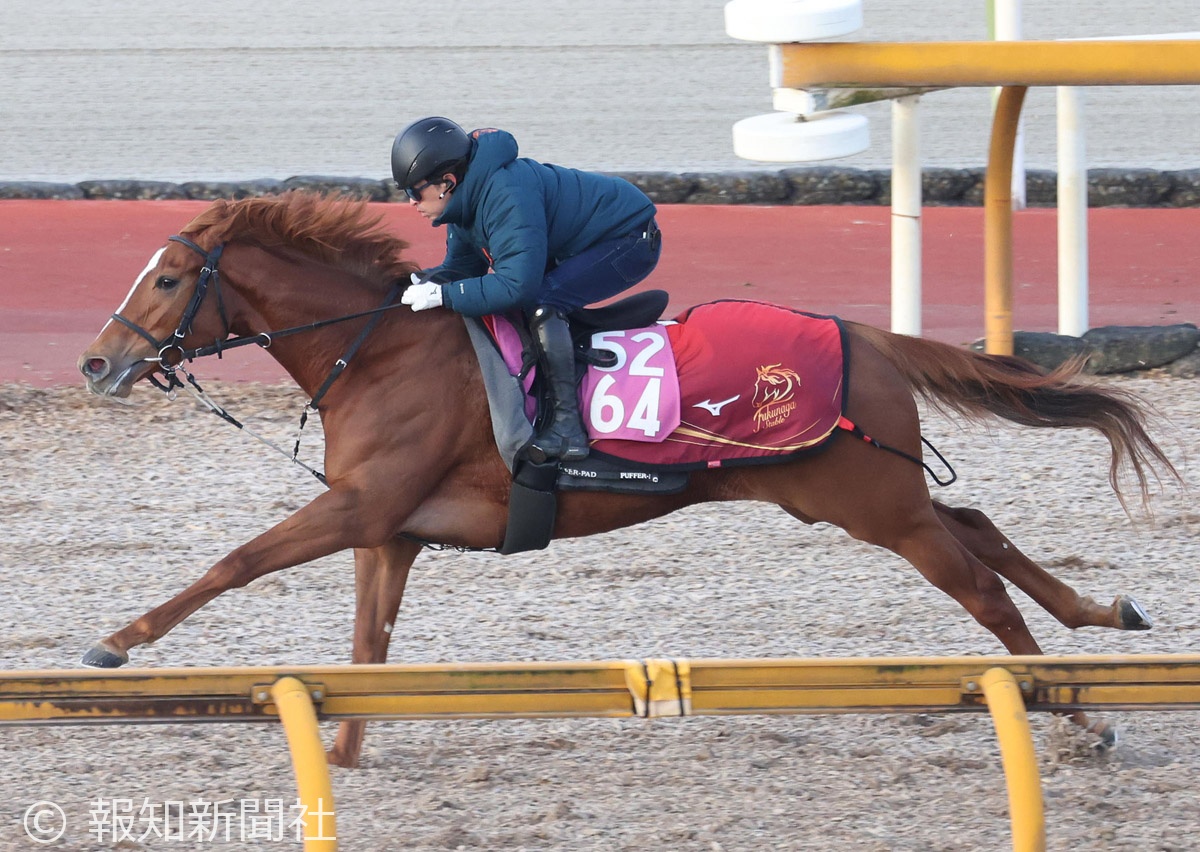 スライビングロードの馬体写真