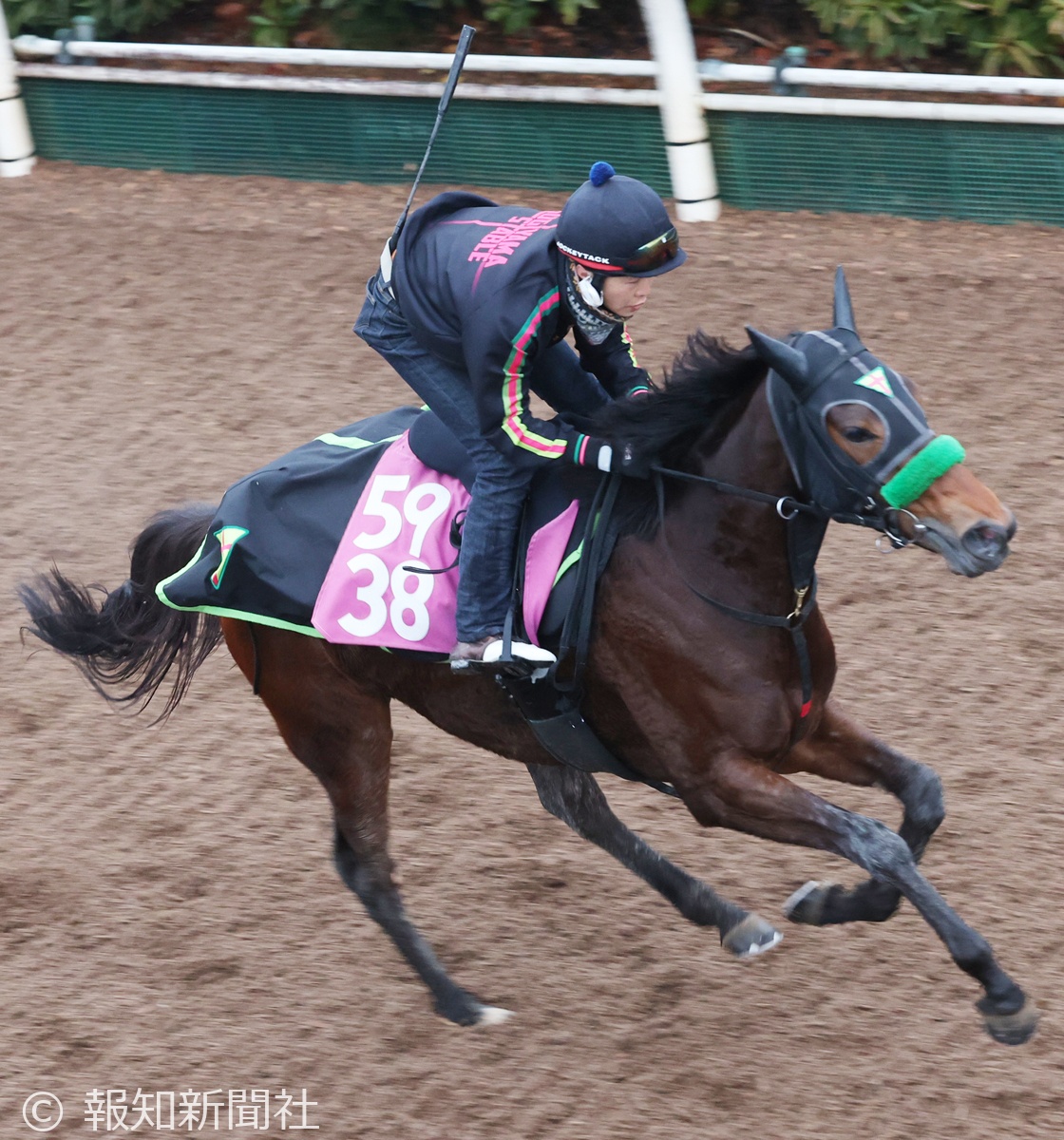 トワイライトシティの馬体写真