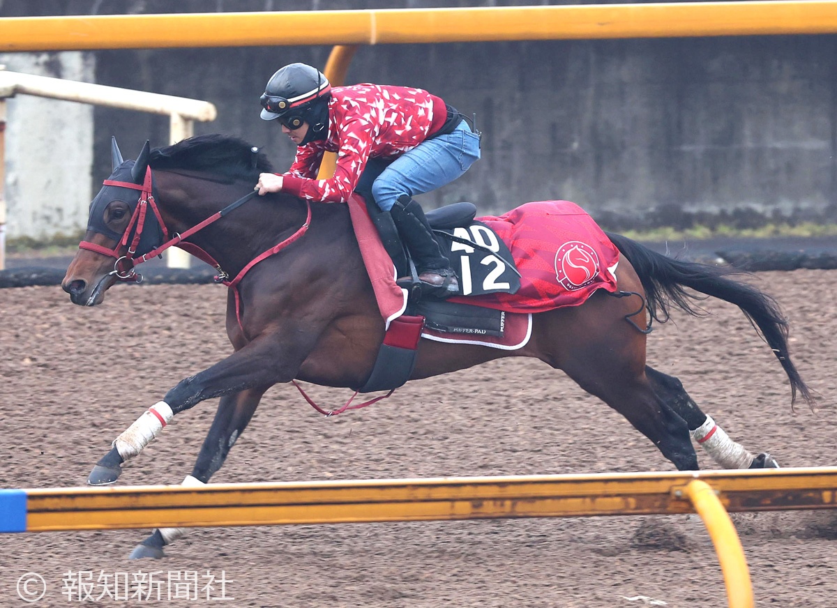 ニホンピロデヴィンの馬体写真